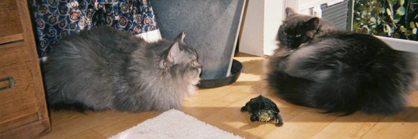 GENGO_ Profile Banner