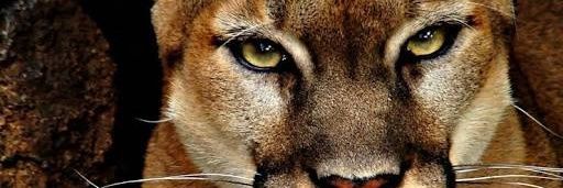 dermpuma's profile banner image