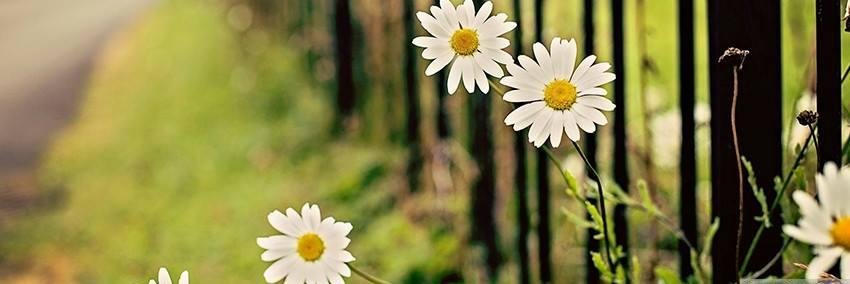 JoAnn Struwe banner