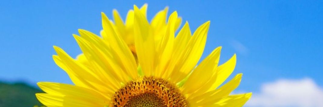 ゆき🍒3467 banner