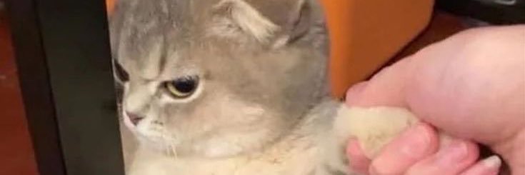 แม้ว banner
