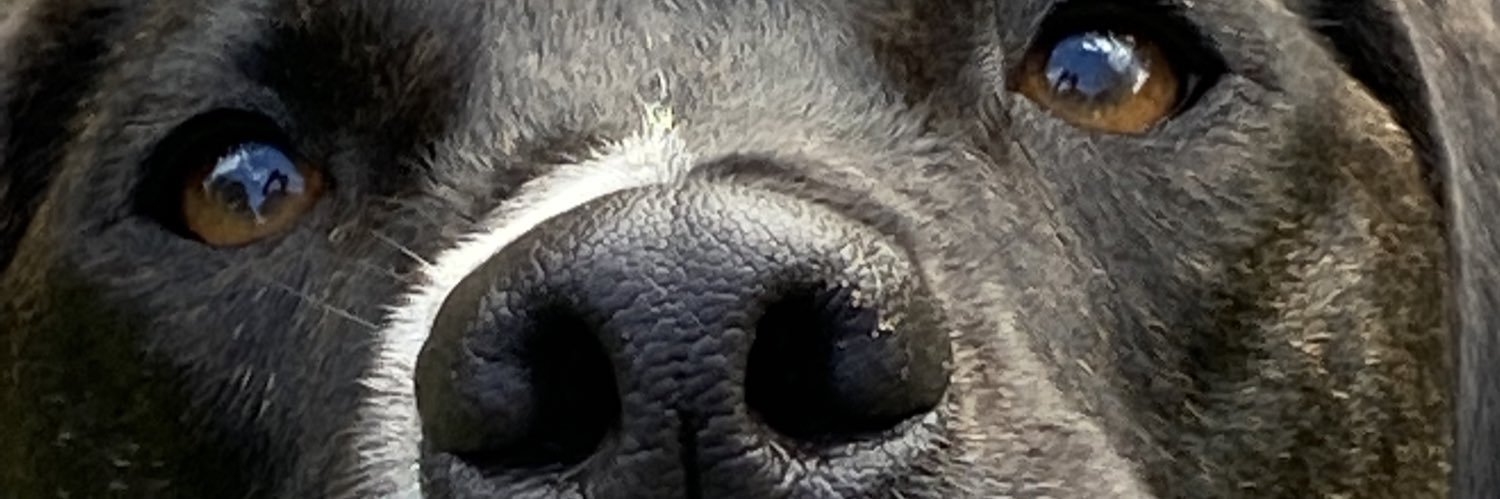 fabiobielscki's profile banner image