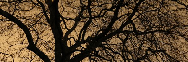 MirowskiPiotr Profile Banner