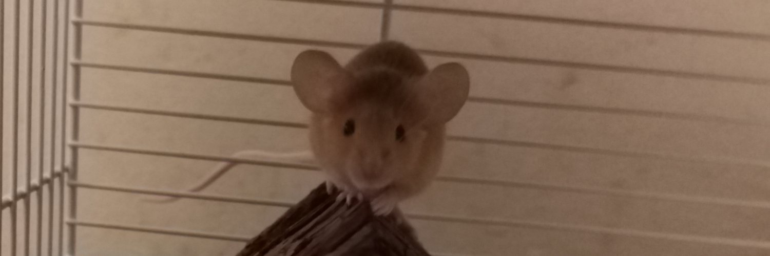 🐭¯\_(ツ)_/¯🐭 banner