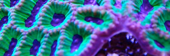 ☆.vanessa.☆ banner