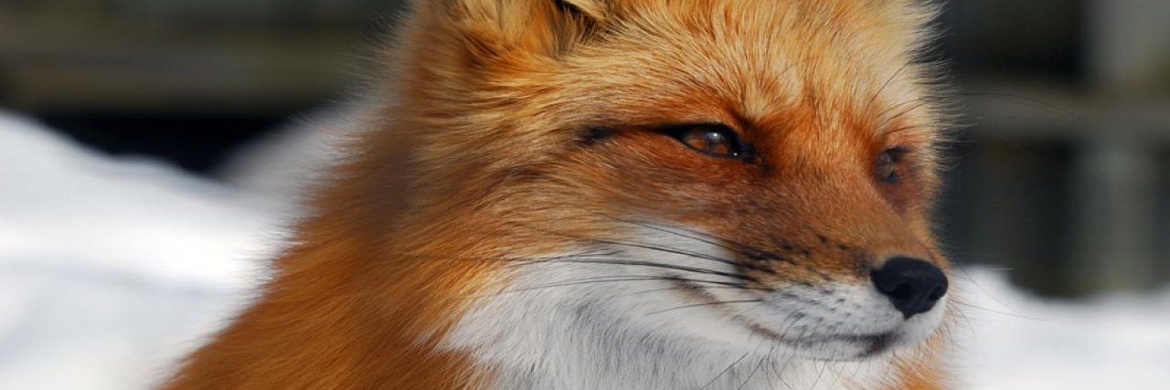 Foxlord009's profile banner image