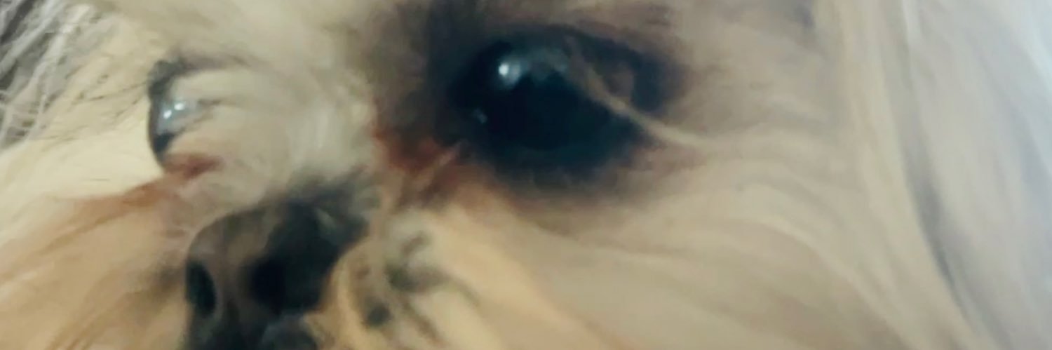 vlt_vittao's profile banner image