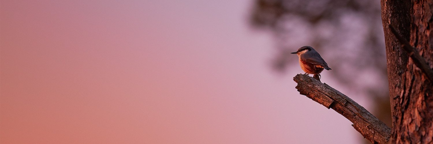 L banner