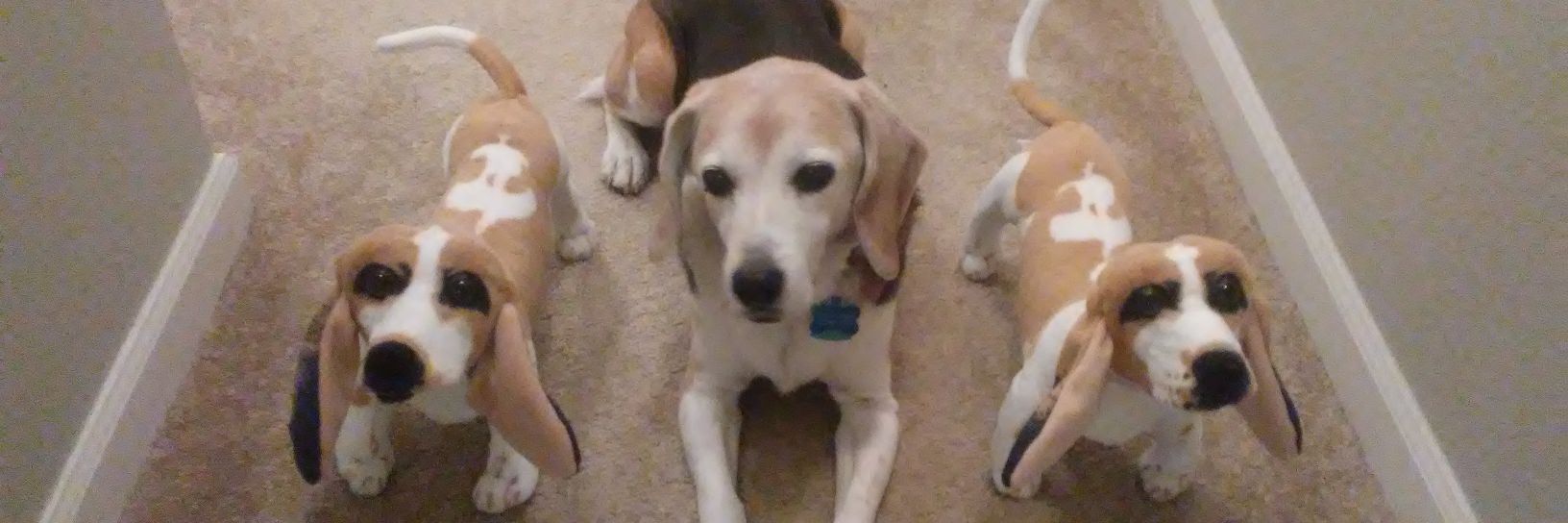 Seamus says.... banner