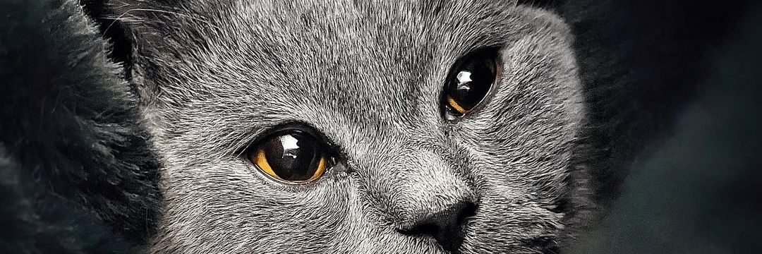 the_wild_worldd's profile banner image