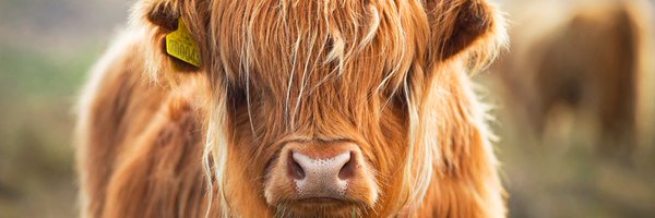 CowLoversClub Profile Banner