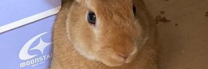 warainiko's profile banner image