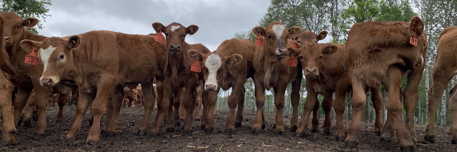 Emily Gingras banner