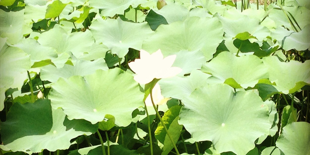 qiweiying's profile banner image