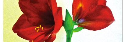 floweringhopeUS's profile banner image