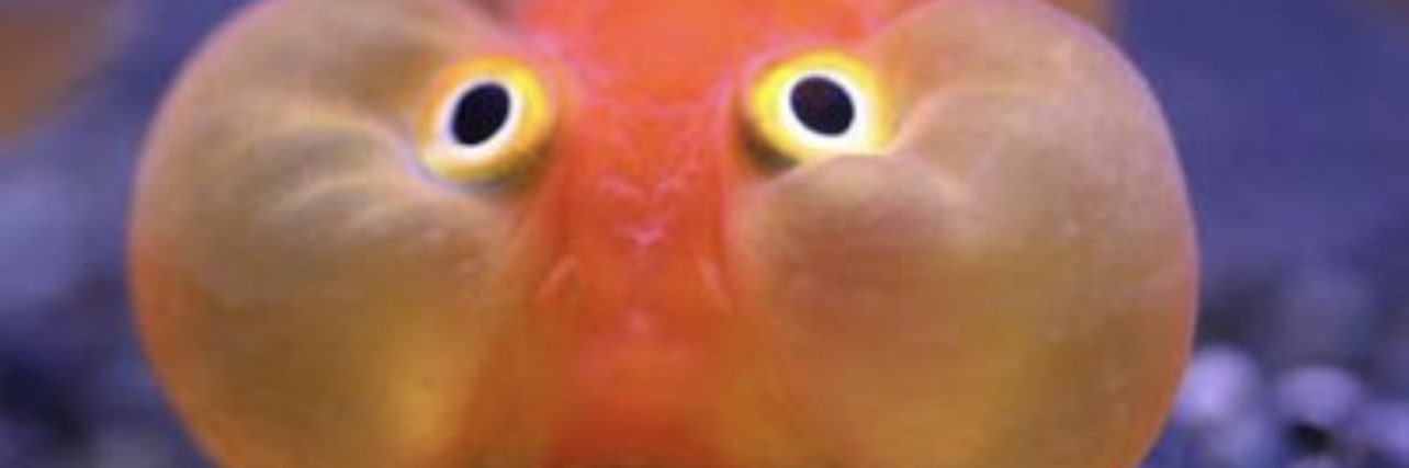 GoTeamDonut's profile banner image
