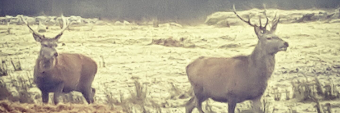 JeSuisPrestNow's profile banner image