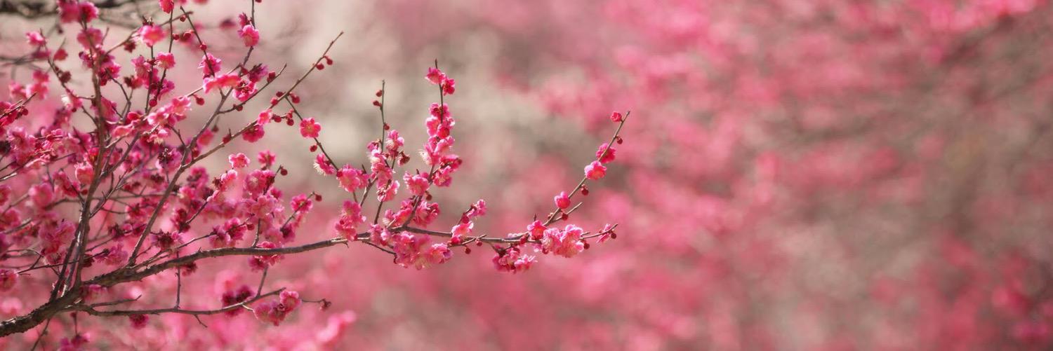 juliacrech's profile banner image