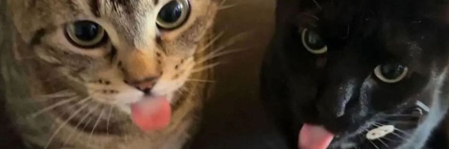acervy gatinhos's banner