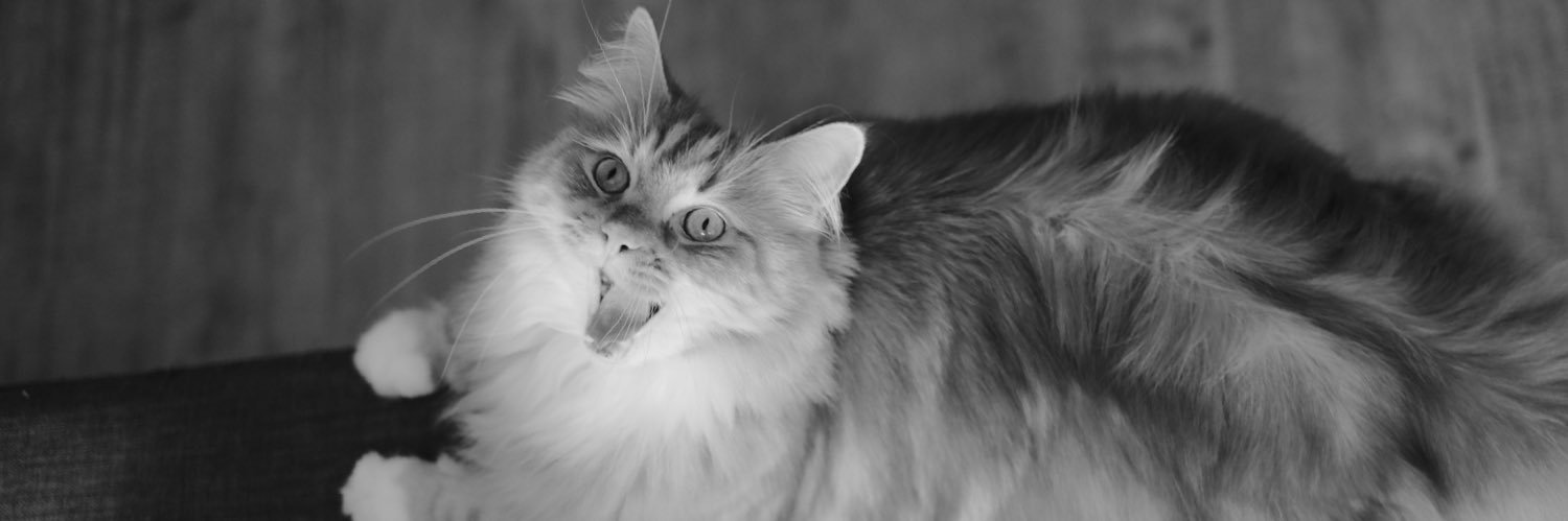 WEissbr0t's profile banner image
