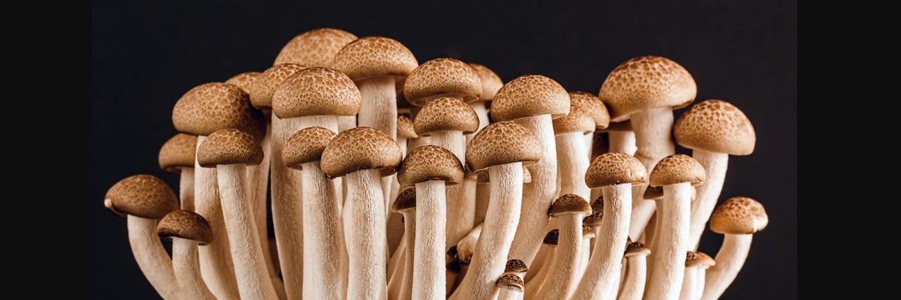 magic mushies banner