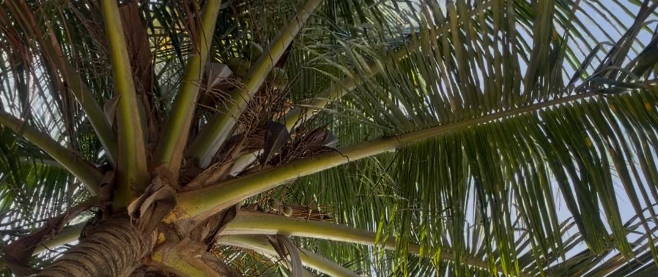 jayventura_'s profile banner image