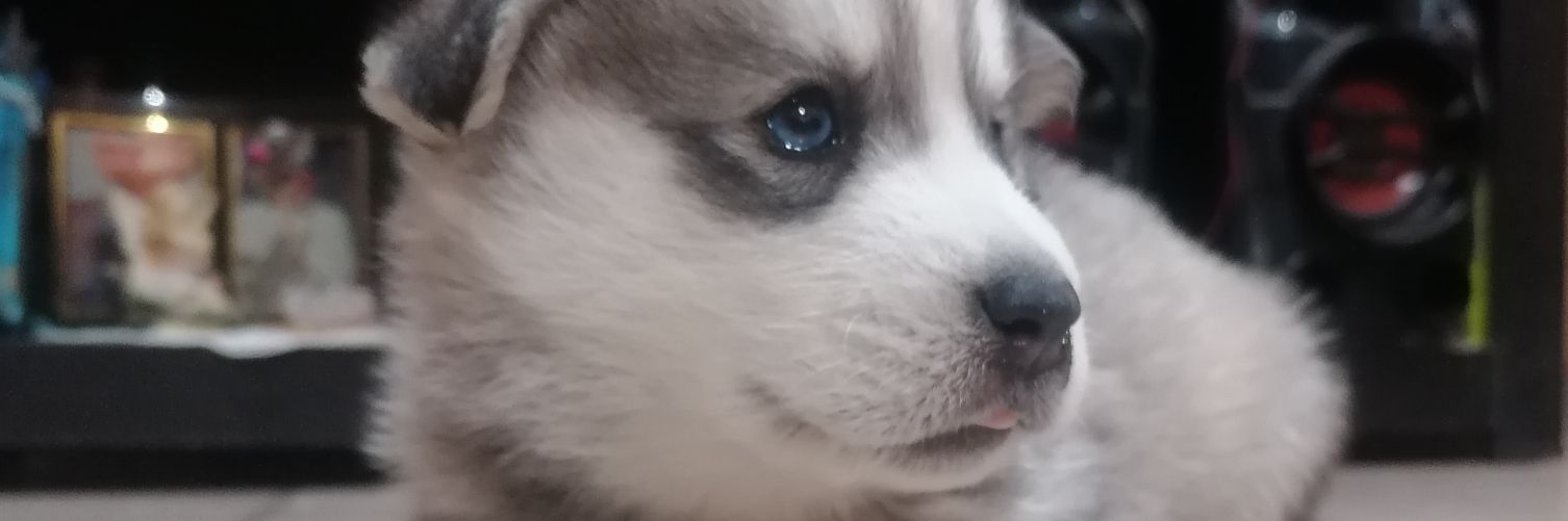 blancaylahen's profile banner image