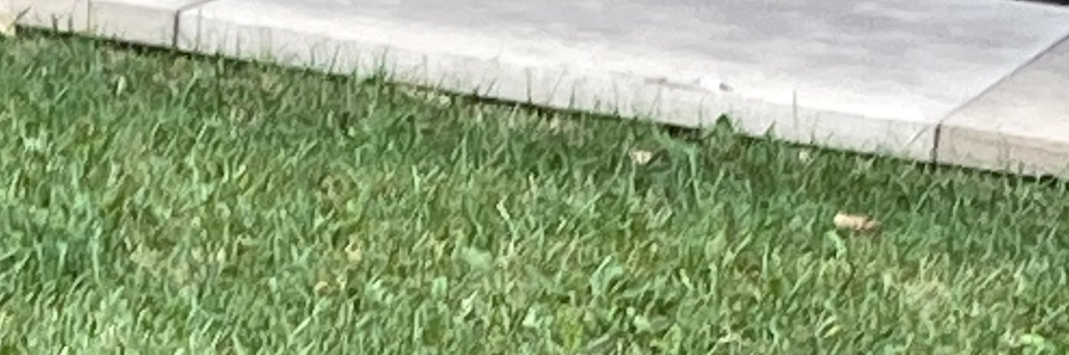 Frunky Dooper banner