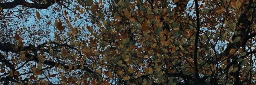 ✨karo✨ banner