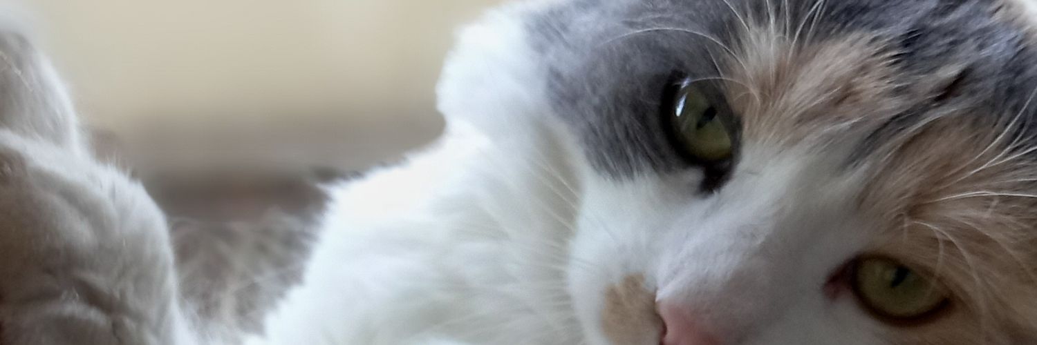 .. 😎🧐🤩🌳🐈💫 banner