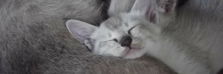 ShelySeptiawty's profile banner image