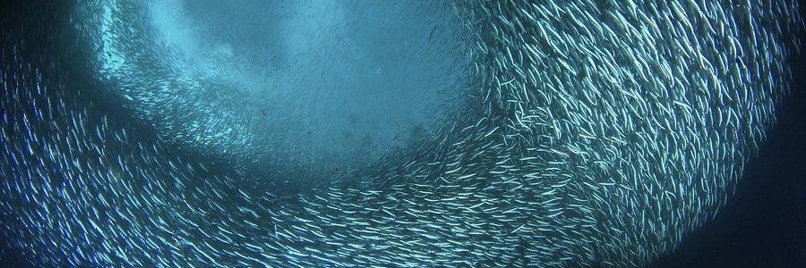 Ocean Defender banner