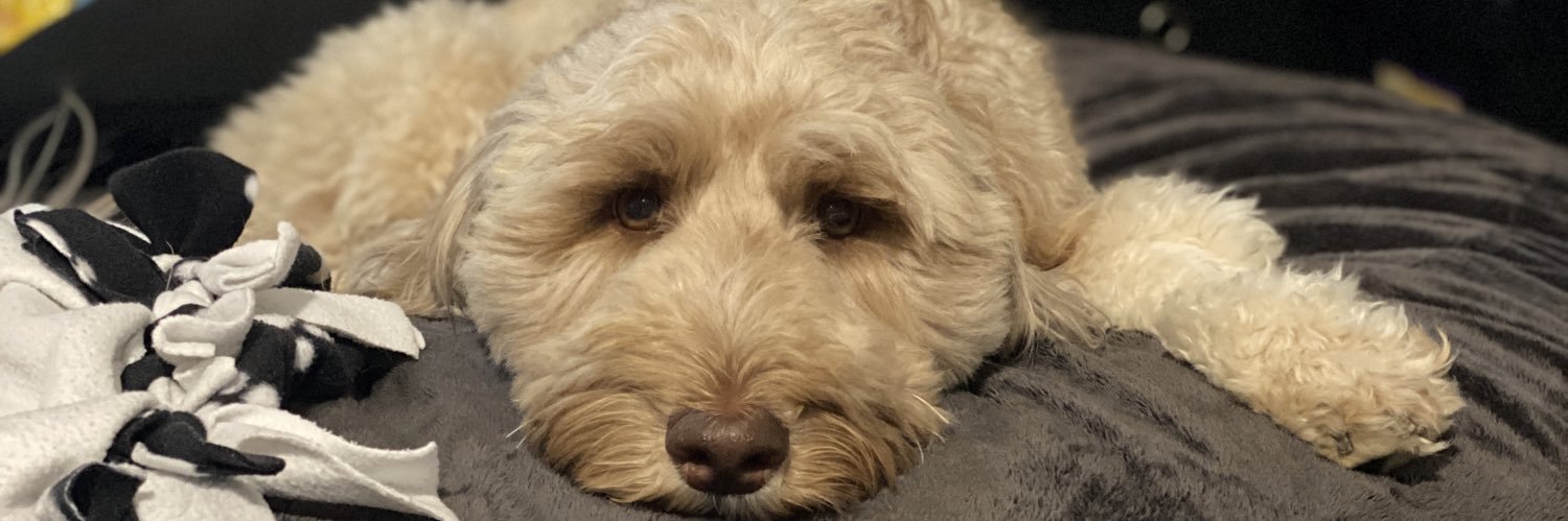 𝕋𝔸𝕁𝕀. banner