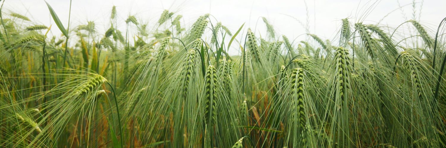 Corelien Kloek banner