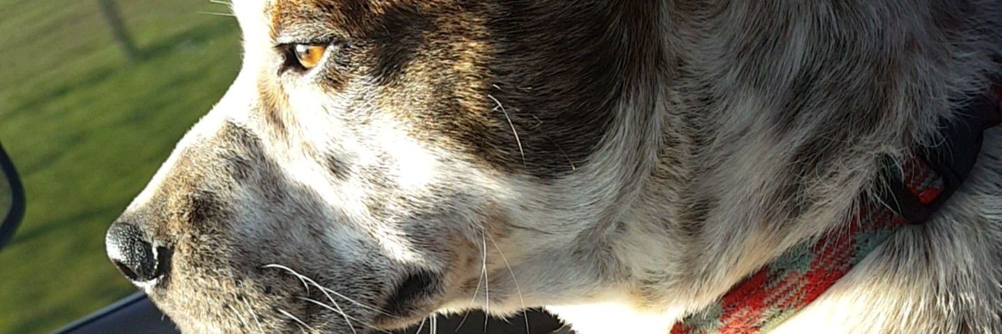 Tanner_Gore's profile banner image