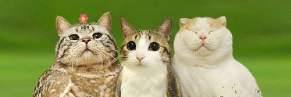 derpatron6000 Profile Banner