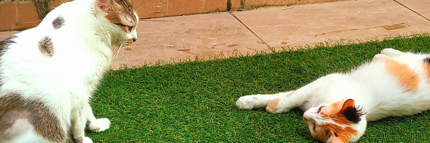 leyyyypoet's profile banner image