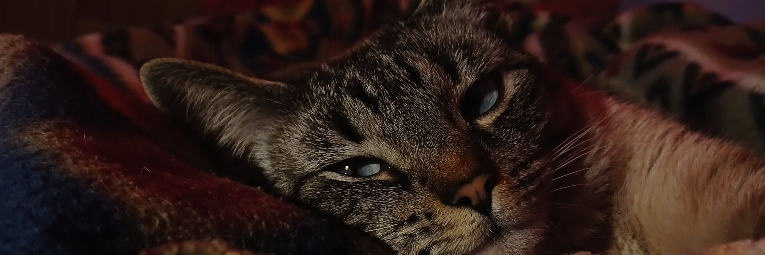 allmacchia_'s profile banner image