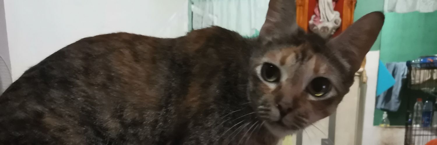 sALT 🍊🌻 banner