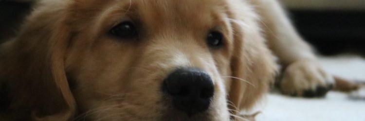 chelsiekmoser's profile banner image