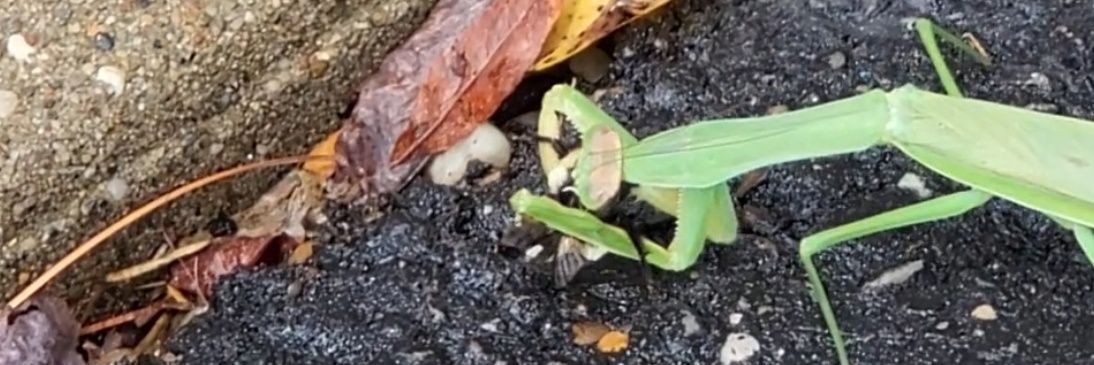 pbatley ultra MAGA banner