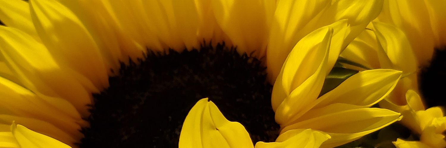 oxbear's profile banner image
