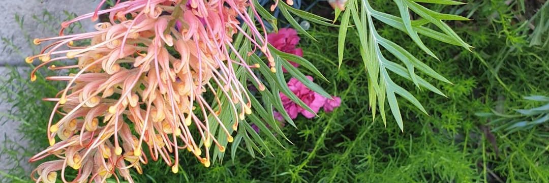 Plieme (L3, ❄️)Blast banner