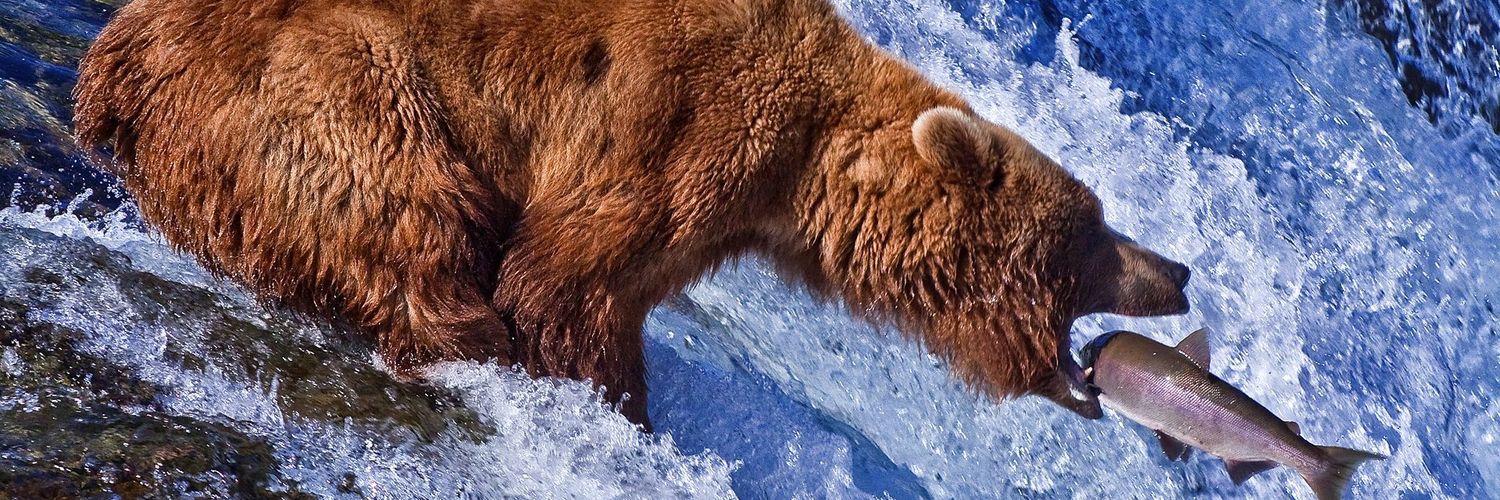 Grizzly Capital banner