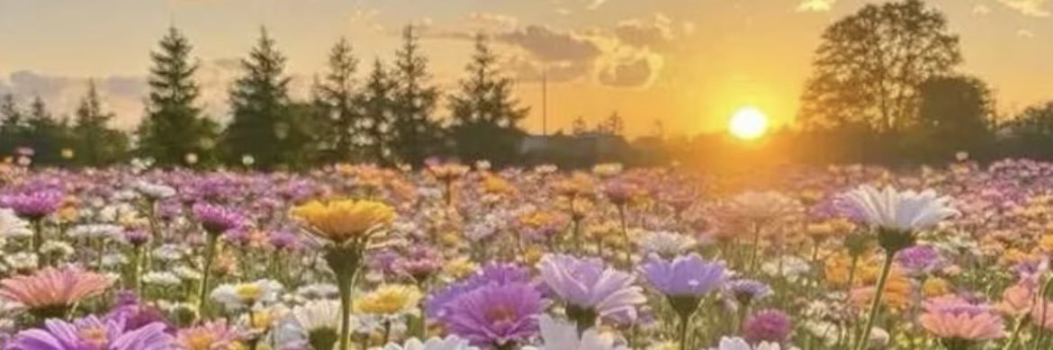ᗰᗝᑎᎥ banner