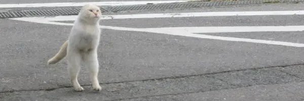 rickymargiela's profile banner image