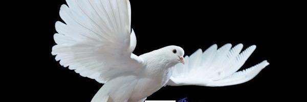 imdhas's profile banner image