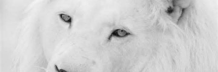 Consta_Vale's profile banner image
