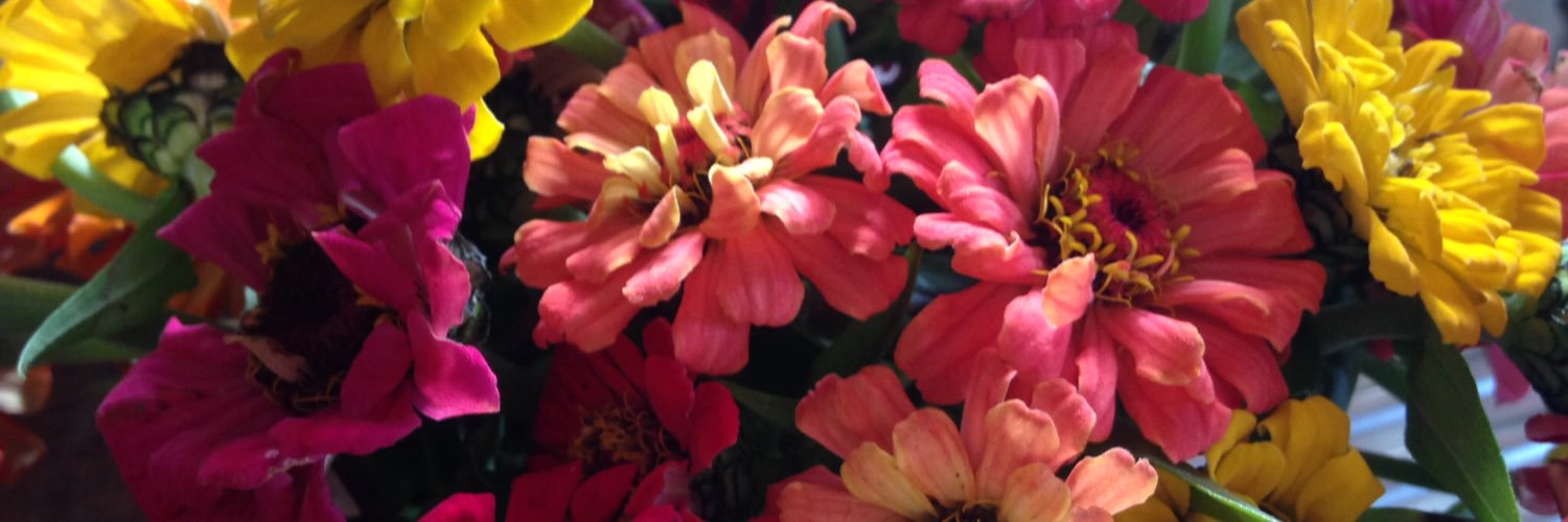 Pomodorini 🍅🌿 banner