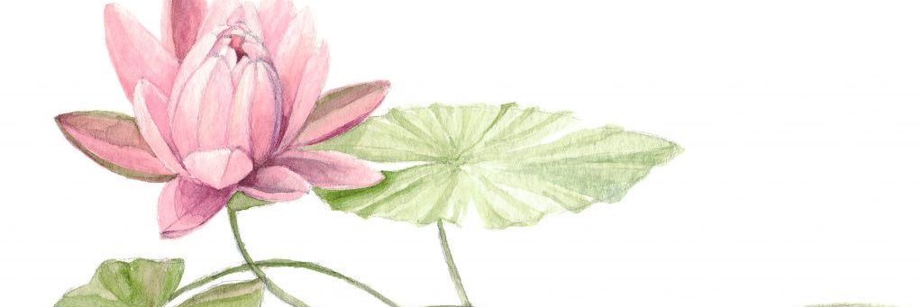 s✽fi banner